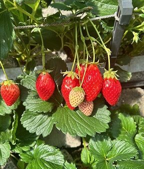 いちご狩り　[ 生産管理Ｇ　加藤 ]　2026/3/12